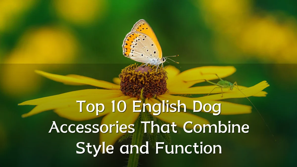 Top 10 English Dog Accessories That Combine Style and Function